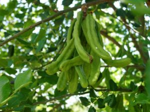 Ceratonia_siliqua_green_pods