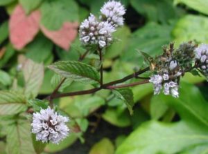 Mentha piperita 1